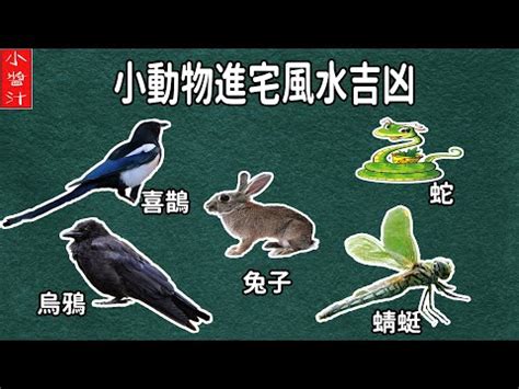 蝴蝶進家裡|蝴蝶飛入屋，風水大師：喜事將近